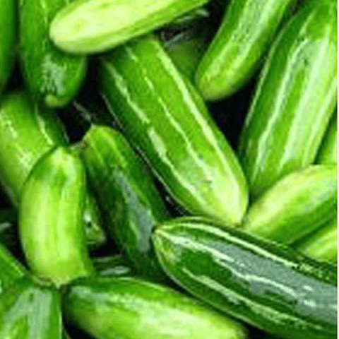 ivy gourd(Coccinia grandis)kovakka