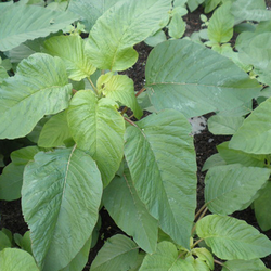 Amaranthus dubius-Green -org..