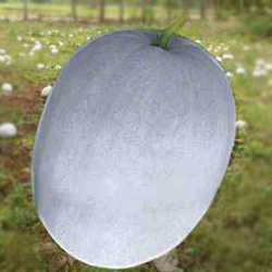 ASH GOURD