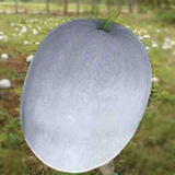 ASH GOURD Farm Fresh