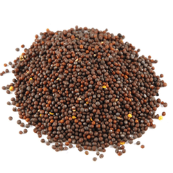 Mustard