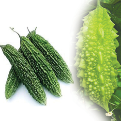 Bitter Gourd-Org