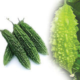 Bitter Gourd-Org