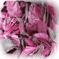 Amaranthus dubius Red